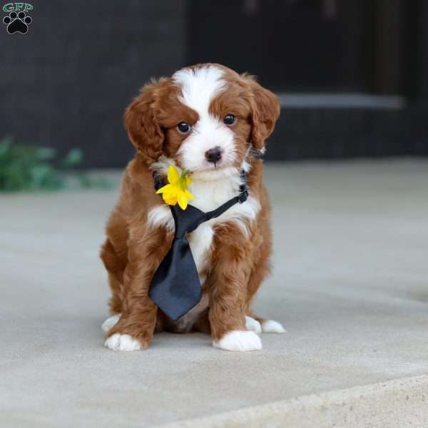 Bruno, Cavapoo Puppy